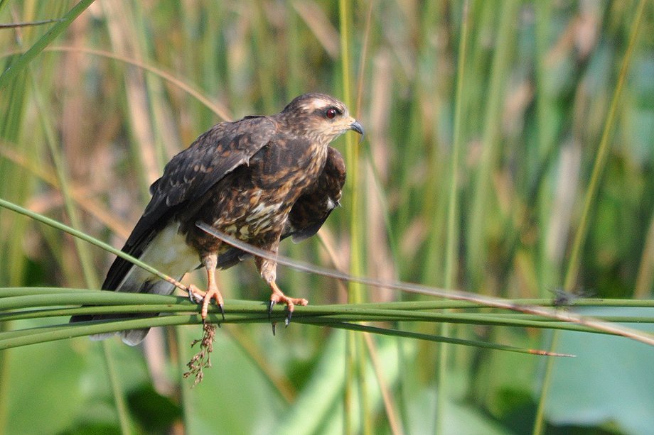 Snail Kites of Lake Istokpoga